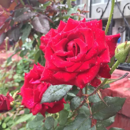 Nomado אכסניה *